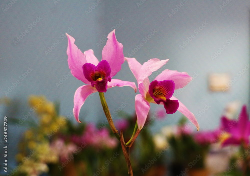 Naklejka premium Orchids