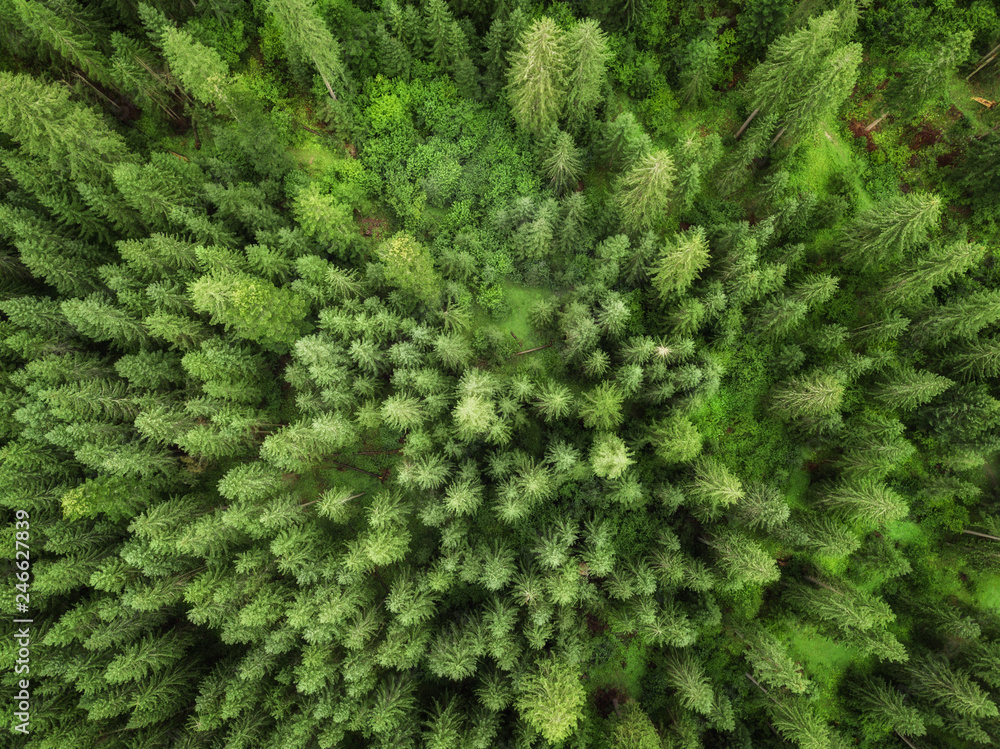 aerial veiw of green alpine forest. drone shot aerial veiw of green alpine forest. drone shot