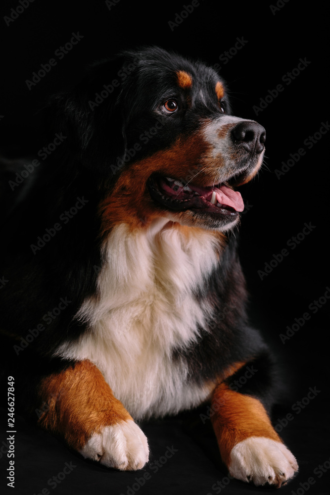 Bernese Mountain Dog on the black background