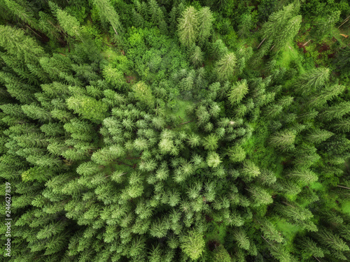 aerial veiw of green alpine forest. drone shot