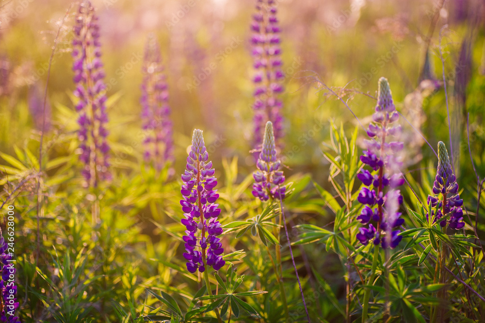 beautiful blue and violet lupines in rural field at sunrise (sunset). natural floral background beautiful blue and violet lupines in rural field at sunrise (sunset). natural floral background