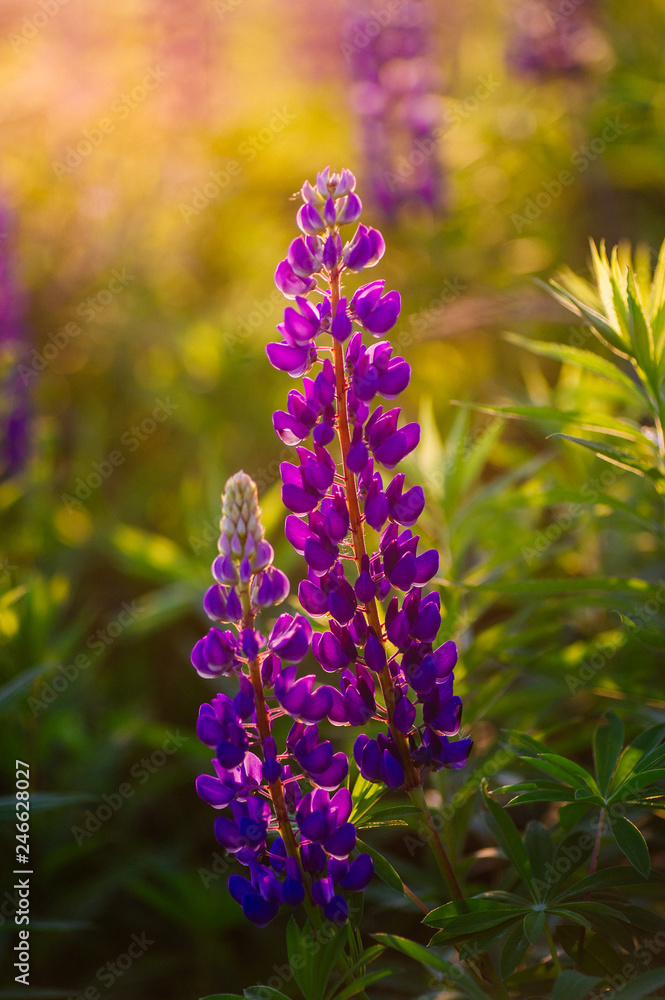beautiful blue and violet lupines in rural field at sunrise (sunset). natural floral background beautiful blue and violet lupines in rural field at sunrise (sunset). natural floral background
