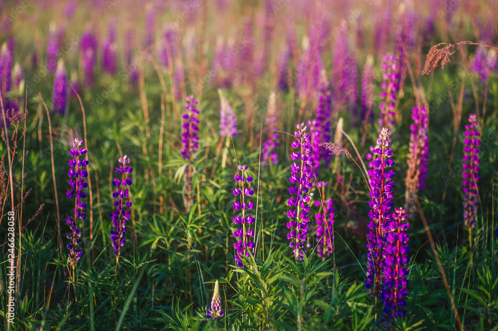 Obraz premium beautiful blue and violet lupines in rural field at sunrise (sunset). natural floral background