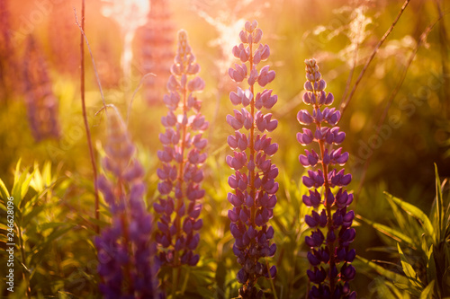 beautiful blue and violet lupines in rural field at sunrise (sunset). natural floral background
