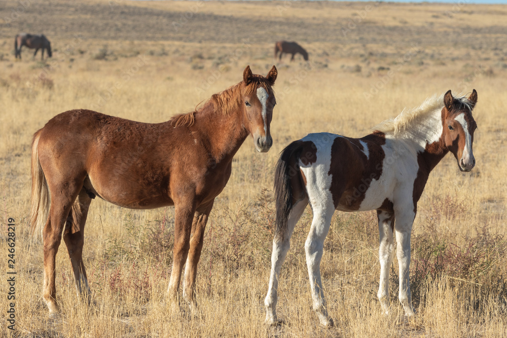 Fototapeta premium Cute Wild Horse Foals