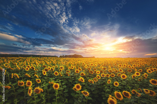 summer landscape. sunny field of sunflowers on sunset