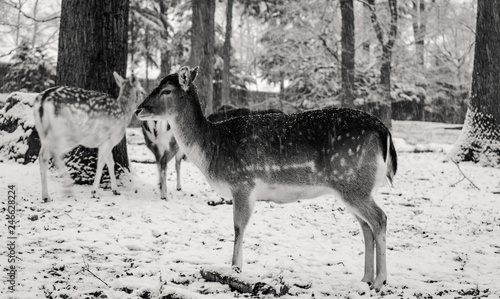 Melancholisches Reh im Schnee photo