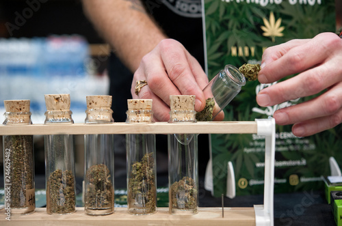 Several varieties of Cannabis Sativa, in glass tubes.
