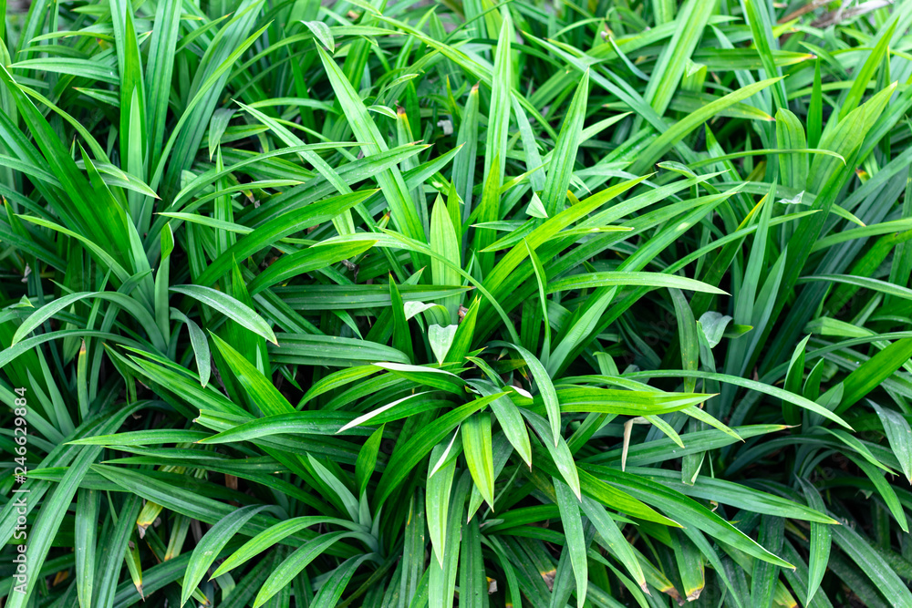 Pandanus In the garden pandanus are herb characteristic fragrant aroma of pandan is caused by the aroma compound 2-acetyl-1-pyrroline. Pandanus In the garden pandanus are herb characteristic fragrant aroma of pandan is caused by the aroma compound 2-acetyl-1-pyrroline.