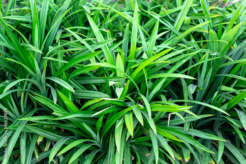 Pandanus In the garden pandanus are herb characteristic fragrant aroma of pandan is caused by the aroma compound 2-acetyl-1-pyrroline.