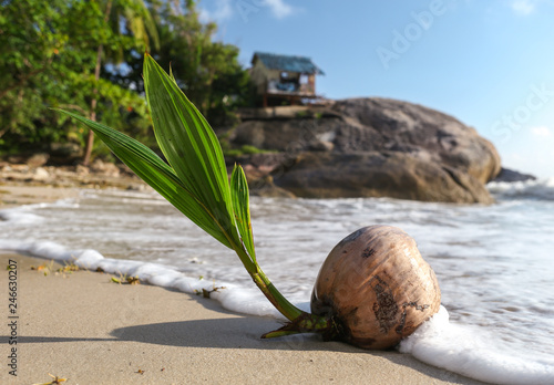 Coconut tree sprout washes up on the shore of a tropical beach in Koh Phangan Thailand. Coconuts (Cocos nucifera) are known for their versatility of uses, ranging from food to cosmetics.