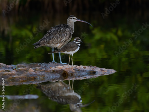 Whimbrel Foraging on the Pond with Green Water