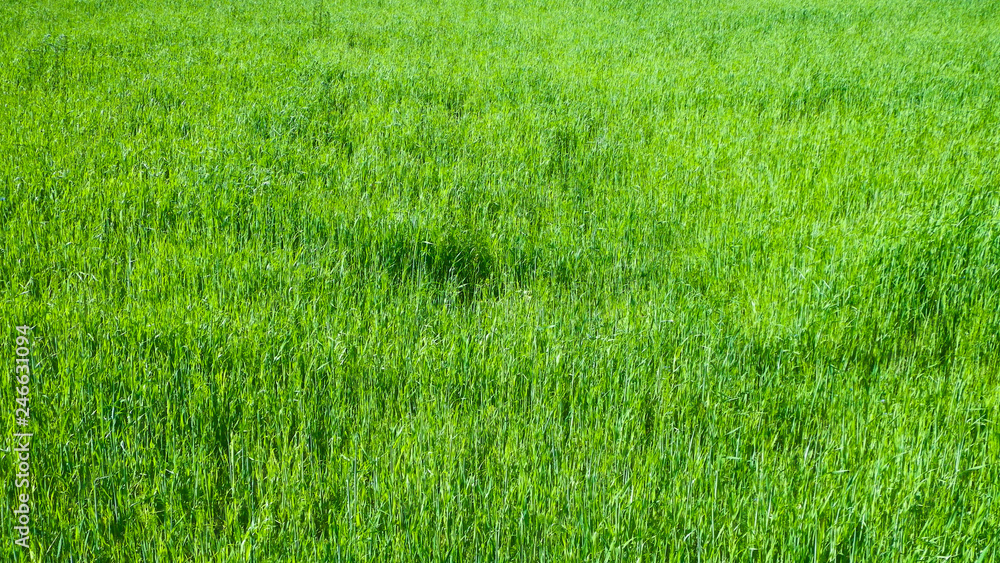 Green grass as background.