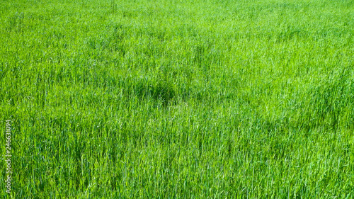 Green grass as background.