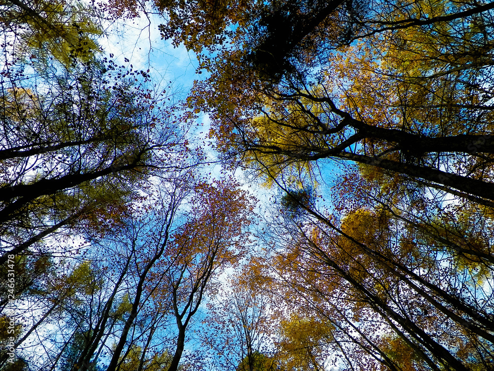 Forest, autumnal trees against blue sky nature background. Forest, autumnal trees against blue sky nature background.