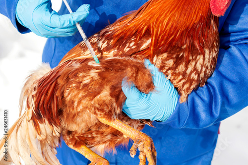 Female veterinarian in blue gloves and uniform makes injection of red cock, vaccination, chicken flu. Medicinal for chicken, vitamins.