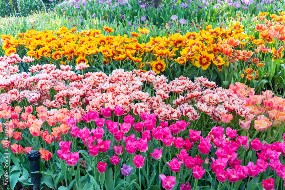beautiful and colorful tulips flowers blooming in a garden beautiful and colorful tulips flowers blooming in a garden