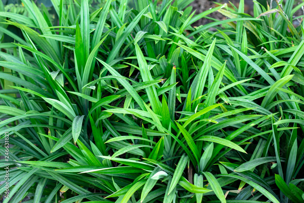 Pandanus In the garden pandanus are herb characteristic fragrant aroma of pandan is caused by the aroma compound 2-acetyl-1-pyrroline. Pandanus In the garden pandanus are herb characteristic fragrant aroma of pandan is caused by the aroma compound 2-acetyl-1-pyrroline.