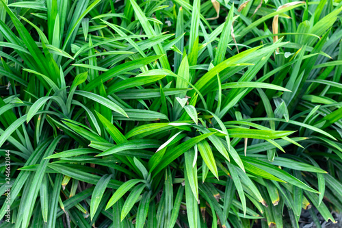 Pandanus In the garden pandanus are herb characteristic fragrant aroma of pandan is caused by the aroma compound 2-acetyl-1-pyrroline.
