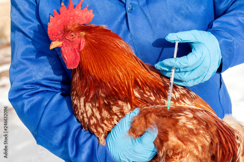 Female veterinarian in blue gloves and uniform makes injection of red cock, vaccination, chicken flu. Medicinal for chicken, vitamins.