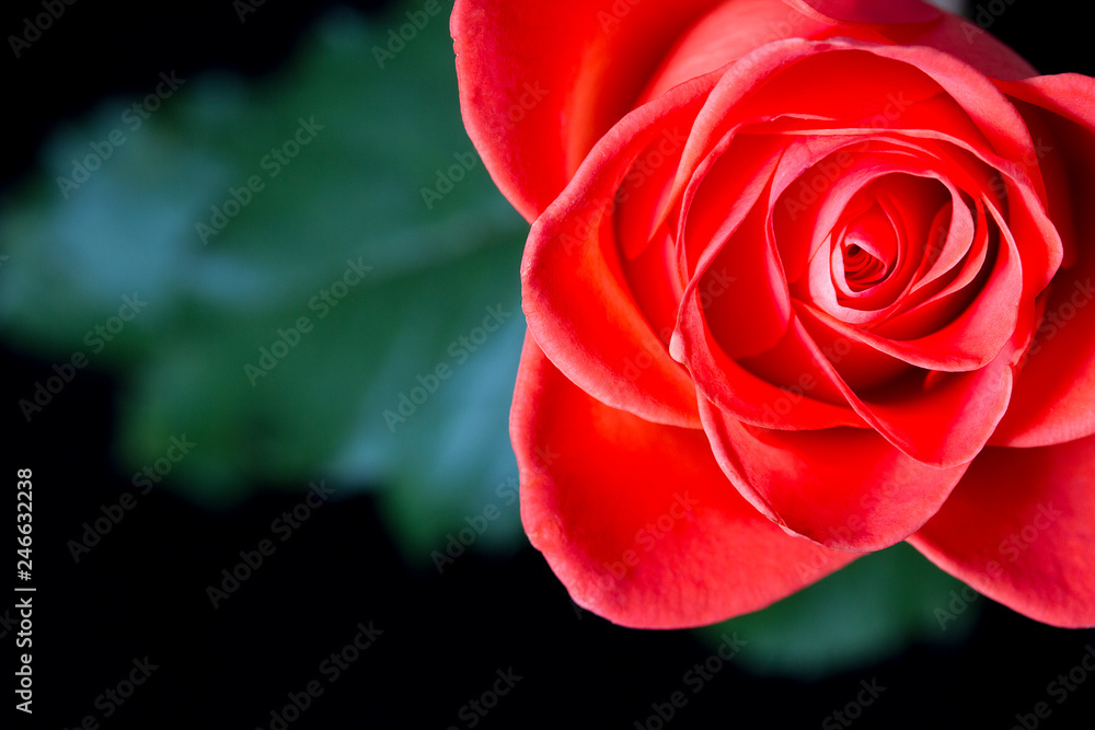 Red rose with leaves on a black background. top view. copy space. Red rose with leaves on a black background. top view. copy space.