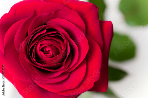 Red rose with leaves on a white background. top view. copy space.