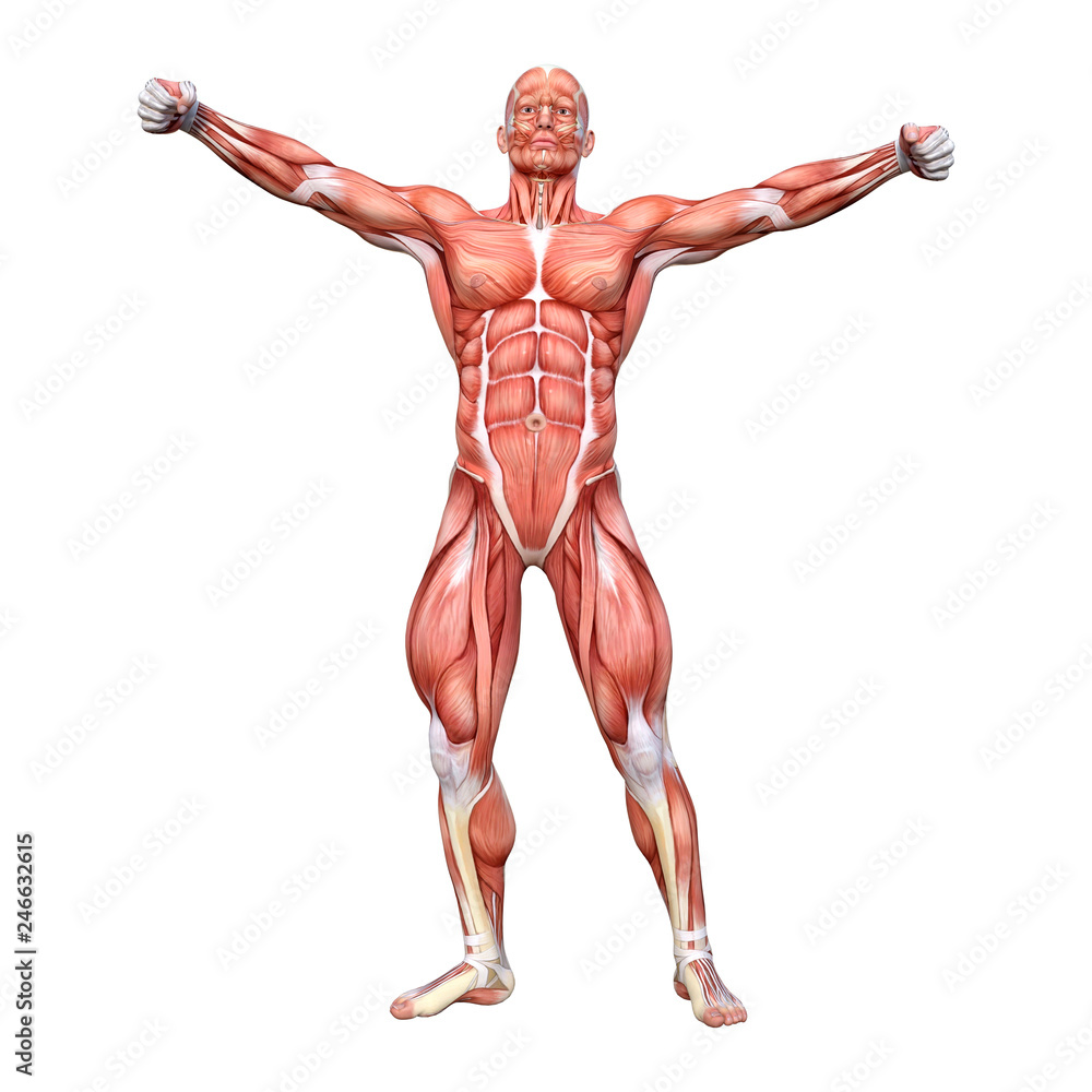 3D Rendering Male Anatomy Figure on White 3D Rendering Male Anatomy Figure on White
