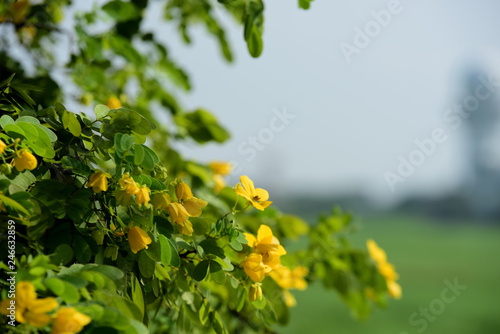 Colorful flowers, yellow flowers and green background With the blue sky