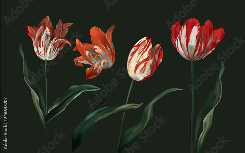 Vector tulips in old holland masters style.