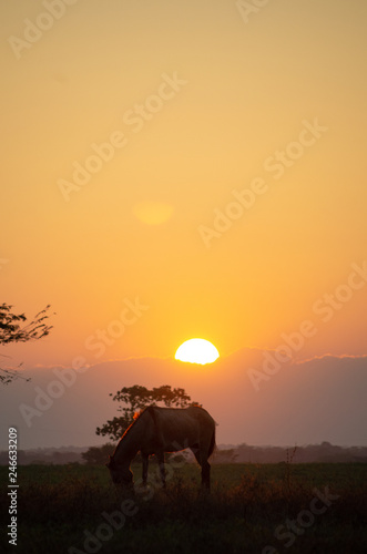portrait shot of horse grazing at sunset