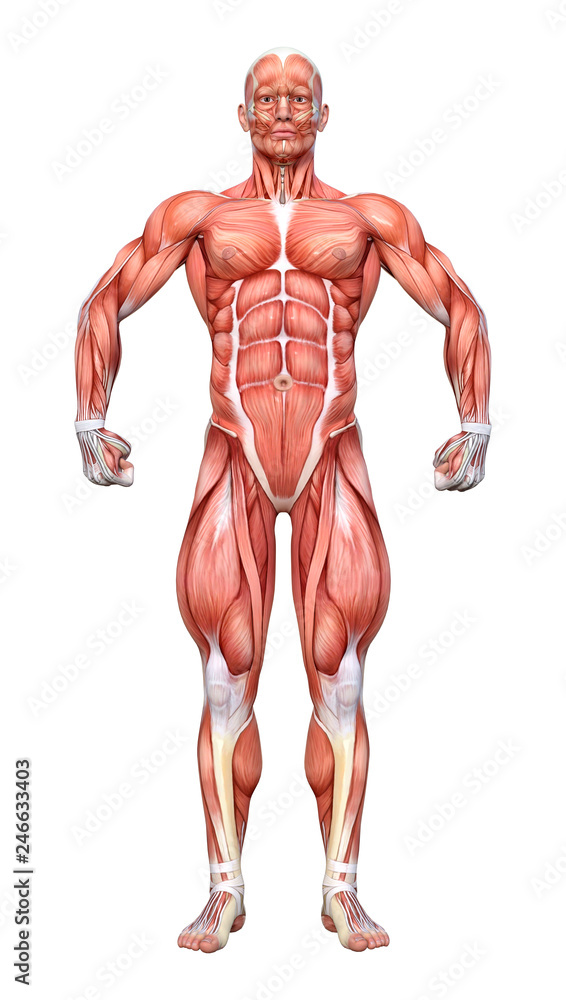 3D Rendering Male Anatomy Figure on White 3D Rendering Male Anatomy Figure on White