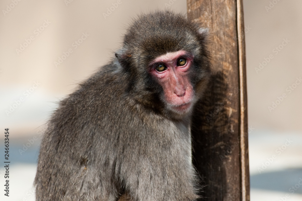 Naklejka premium Macaco