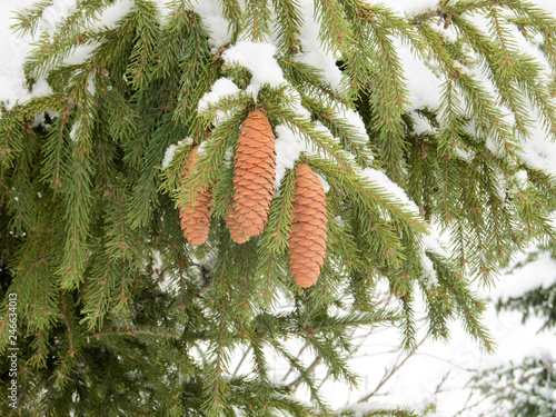 Wallpaper Mural pine cones on a tree Torontodigital.ca