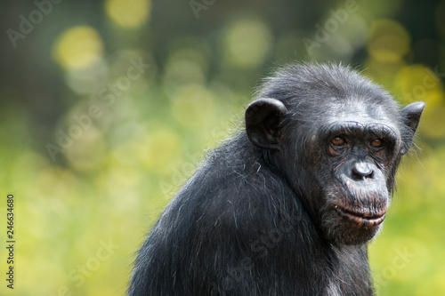 Scimpanzé