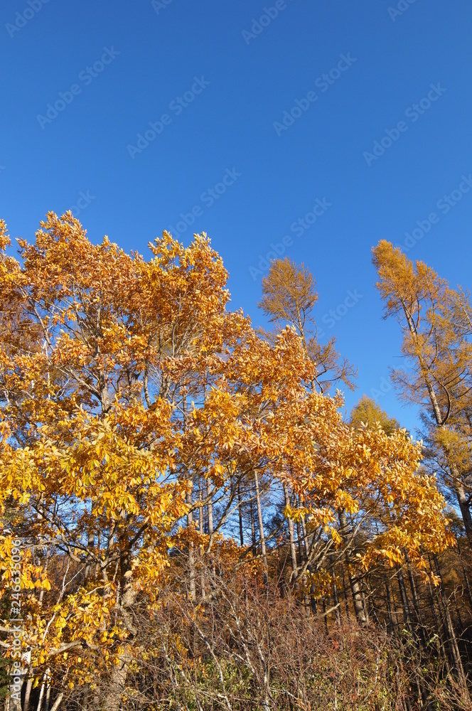 紅葉 欅 黄色 快晴 青空 木々