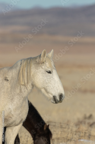 Majestic Wild Horse in Winter © natureguy