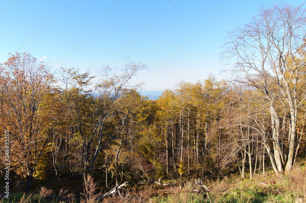 Obraz premium 紅葉 欅 黄色 快晴 青空 木々