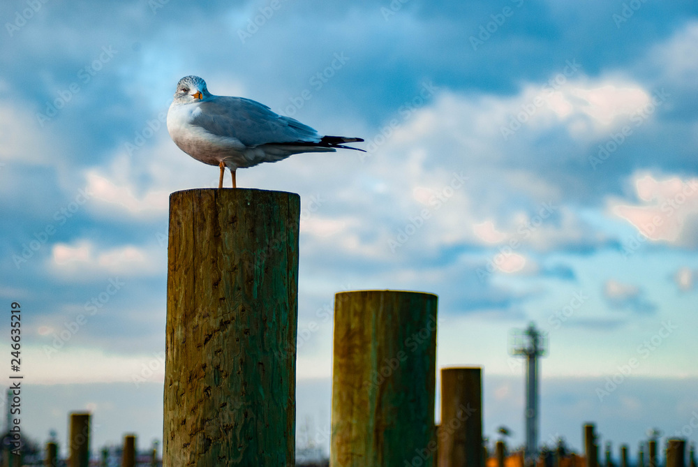 Obraz premium Seagull in the harbor