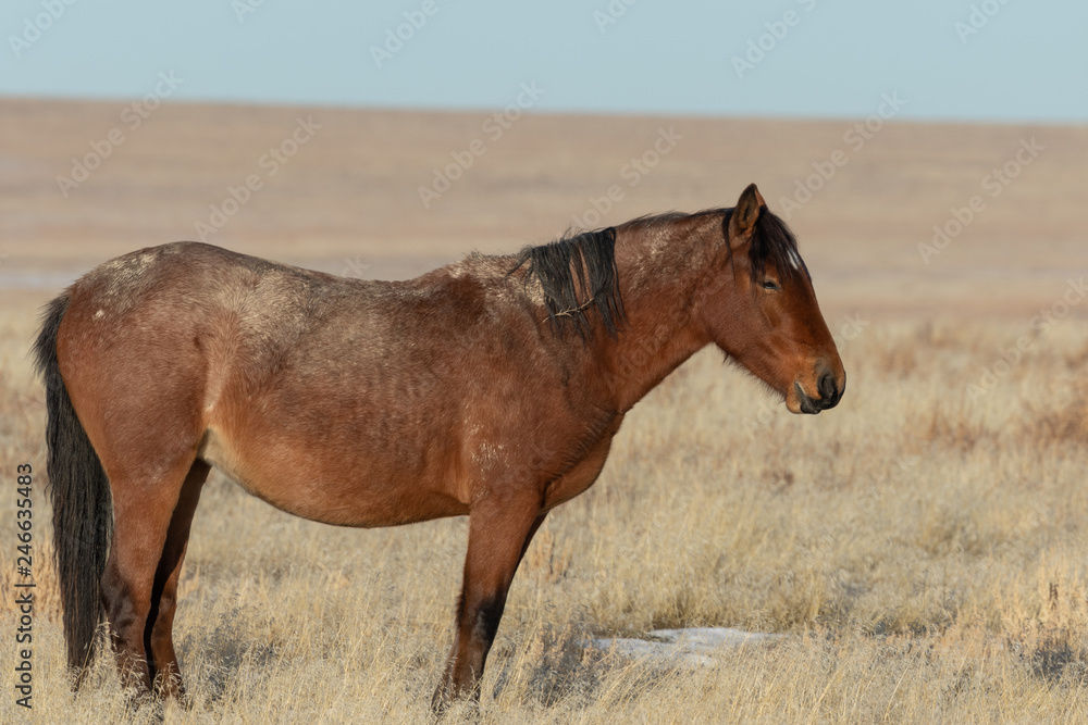 Majestic Wild Horse in Winter