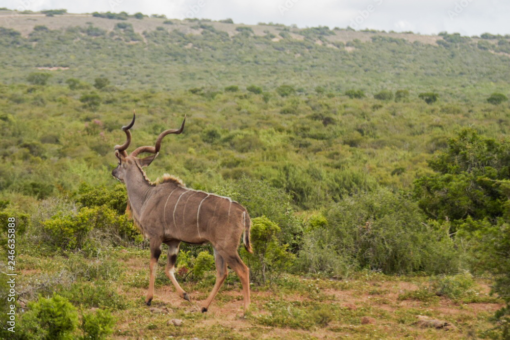 Obraz premium Kudu 