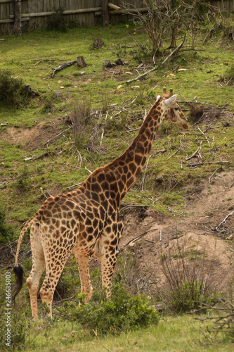 giraffe in africa