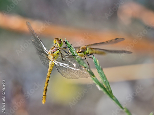 Two dragonflies Sympetrum striolatum warming the wings early in the morning, after leaving the exuvia, near Almansa, Spain photo