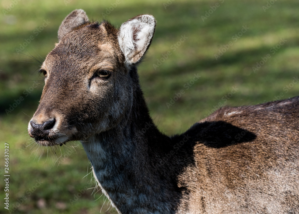 Wildpark Tiere Wildpark Tiere