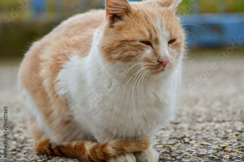 Gatto Randagio Arancione