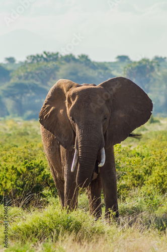 An old elephant in the savannah