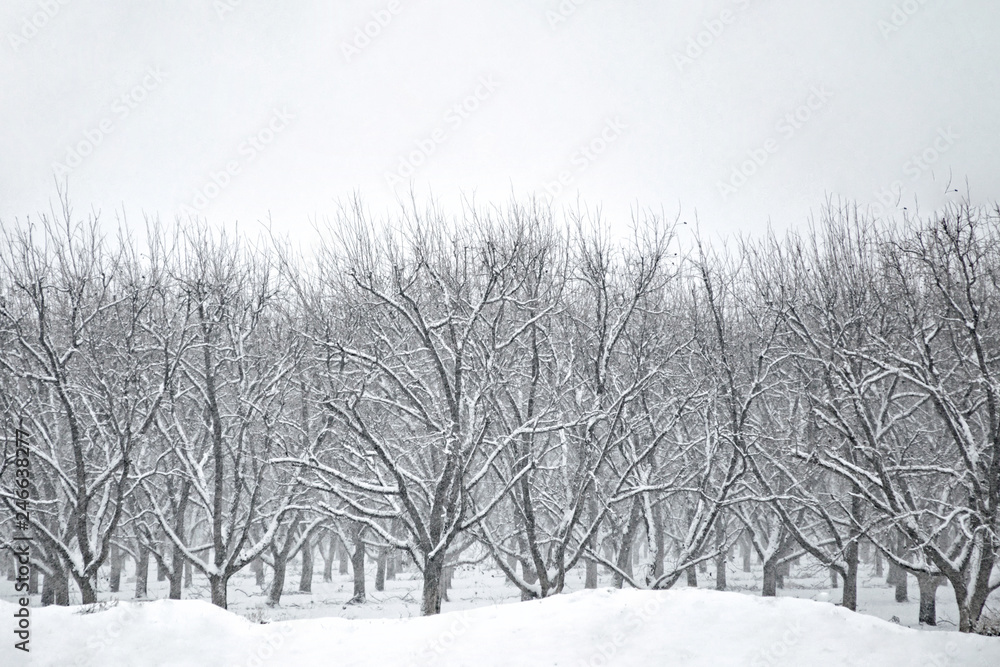 Obraz premium Black and white photograph of a barren orchard in the winter snow
