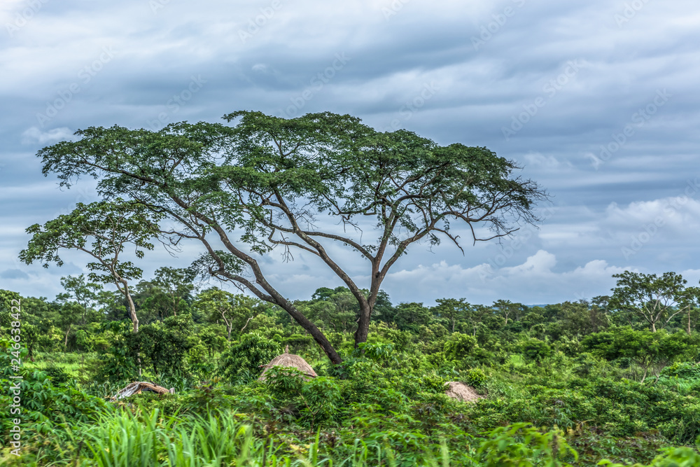 View with typical tropical landscape, trees and other types of vegetation View with typical tropical landscape, trees and other types of vegetation