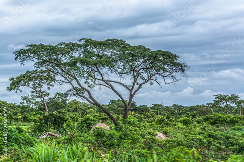 View with typical tropical landscape  trees and other types of vegetation