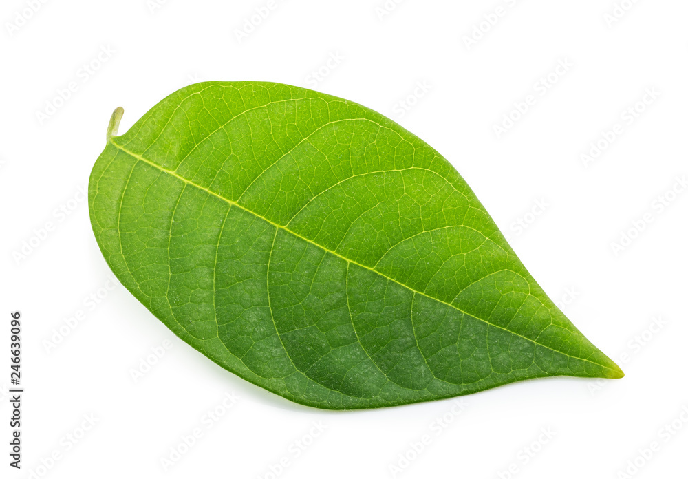 Obraz premium Green fresh leaf isolated on white background