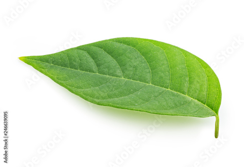 Green fresh leaf isolated on white background